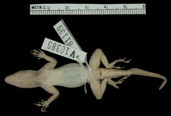 Media type: image; Herpetology R-81139